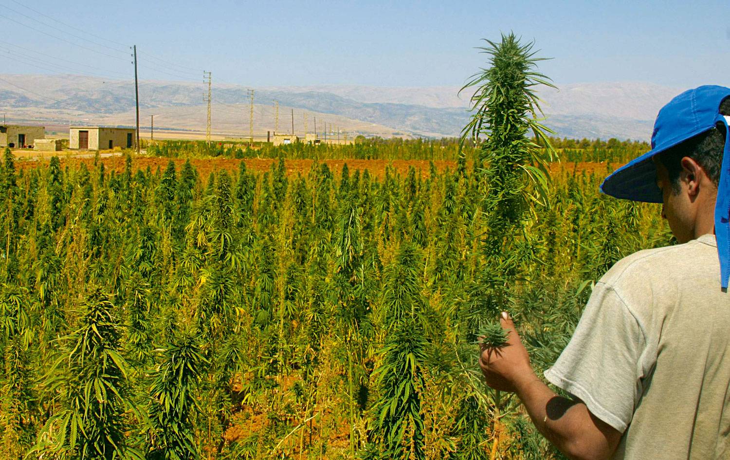 Pourquoi la filière libanaise du cannabis thérapeutique n’est pas un si bon plan